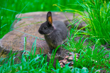 black hair hare in the green field