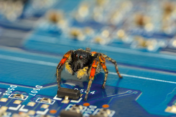 Spider and Circuit board background