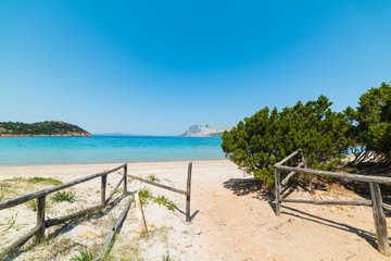 Fototapeta na wymiar trees by the beach in Sardinia