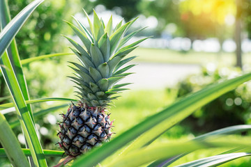 Pineapple with sunlight.