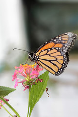 papillon sur la fleur