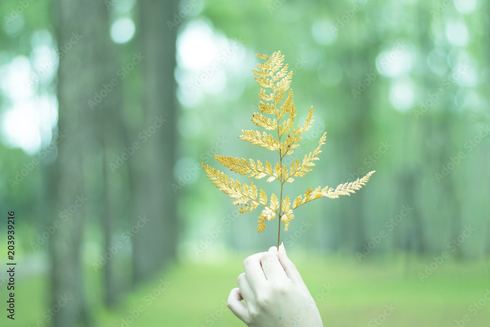 Wall mural lady hand is handling pine tree leaf