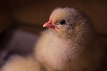 Curiosity newborn chick looking to the camera