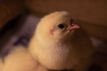 Newborn yellow chick looking to the camera