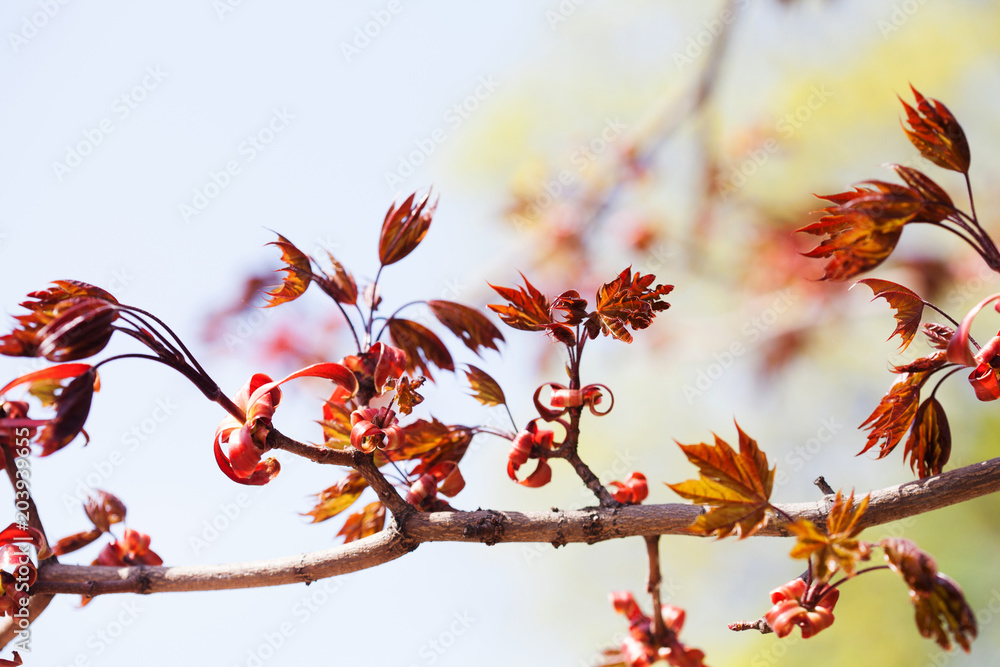 Wall mural beautiful floral spring time colorful background. maple tree branch with fresh red leaves. soft focu