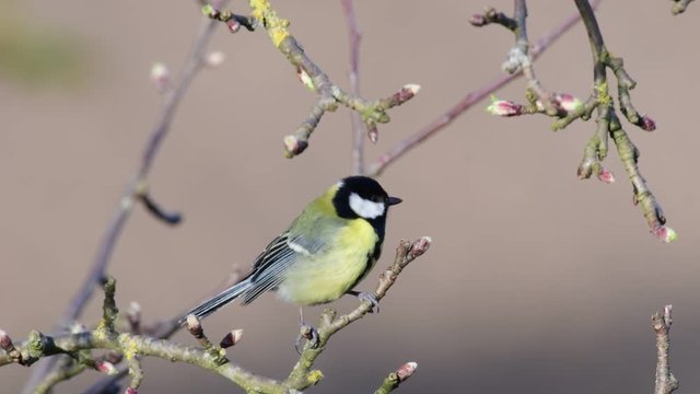 Great tit sit in the apple tree, spring, (parus major)