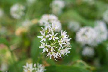 Weisse Blüten in der natur - Bärlauch