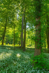 Wald mit Bärlauch - Geruch in der natur im Frühling