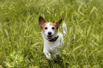 HAPPY DOG JUMPING IN A FIELD OF SPIKES OR GRASS SEEDS FIELD