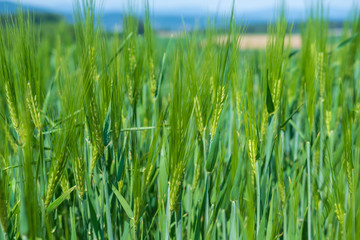 Kornfeld im Frühling