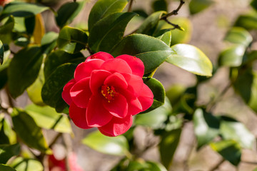 Camellia Reticulada