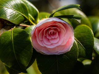 CAMELIA JAPONICA PEARL MAXWELL