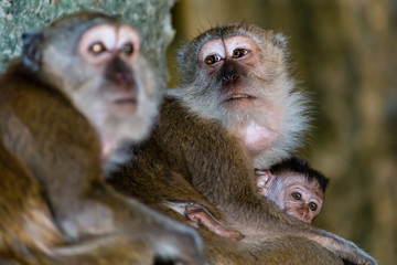 Macaque Monkey inside the Batu Caves in Malaysia