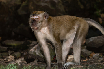 Fototapeta na wymiar Macaque Monkey inside the Batu Caves in Malaysia