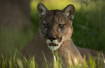 Naklejka premium Mountain Lion Stare