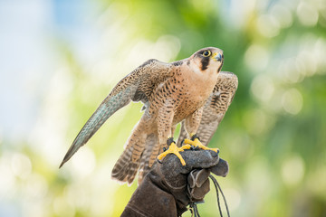 peregrine falcon