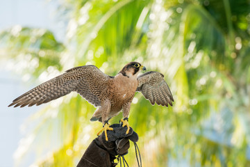peregrine falcon Perching