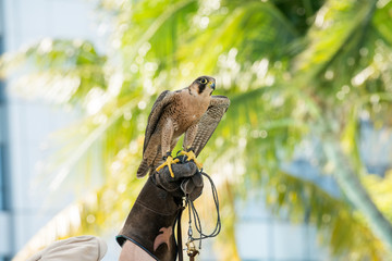 peregrine falcon Perching