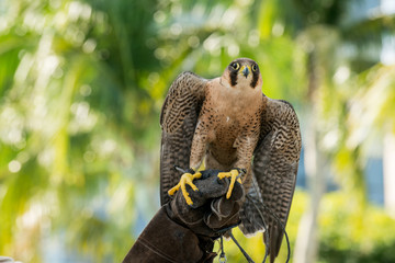 peregrine falcon Perching