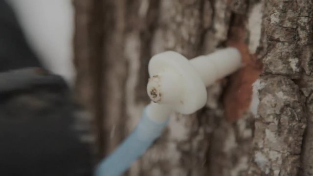 Handheld closeup of hammering in a plastic spile with a mallet to collect maple sap.