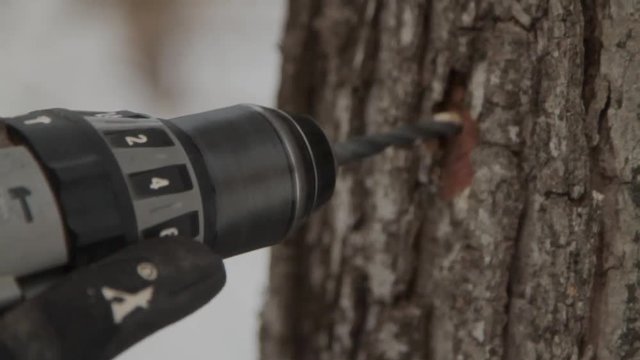 Handheld closeup of drilling into a maple tree to attach a spile to collect maple sap.