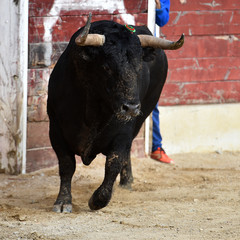 spanish bull