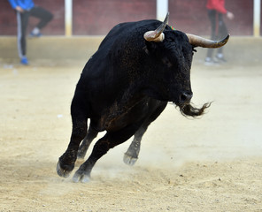 spanish bull