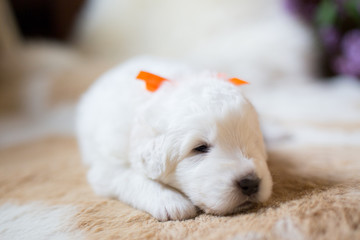 Close-up Portrait of one week old maremma puppy lying on the cow's fur. Image of cute white fluffy puppy breed maremmano abruzzese sheepdog.