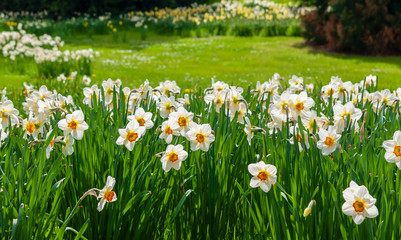 Blooming summer field