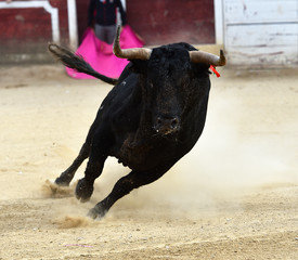 bull