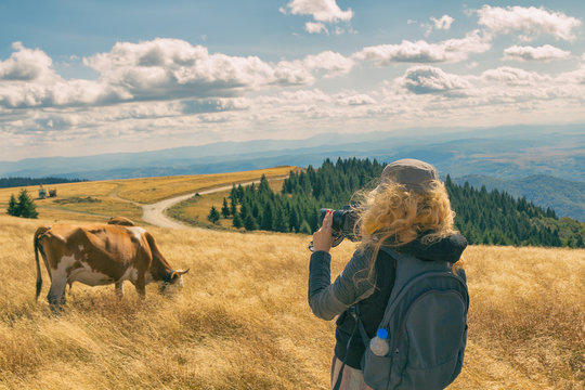 Woman take a photo of cow in nature.