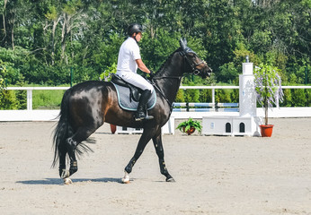 Showjumping competition, bay horse and rider in white uniform performing jump over the bridle....