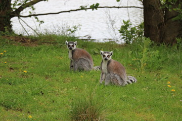 Couple of lemurs in the grass