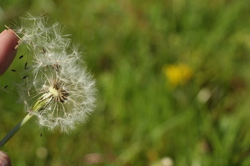 Pusteblume