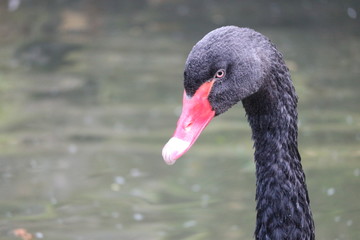 Obraz premium Head of the black swan closeup