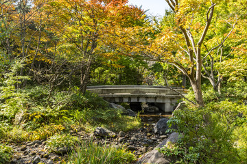 Autumn leaves and Ginkgo trees in Showa Kinen Park  Japan No.3 　昭和記念公園の紅葉と銀杏　その３