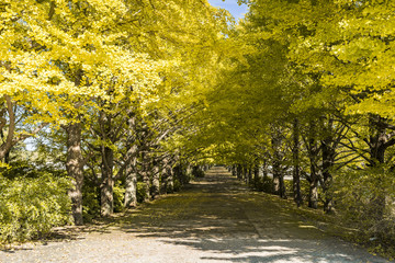 Line of Ginkgo trees in Showa Kinen Park  Japan No.1 　昭和記念公園の銀杏並木　その１