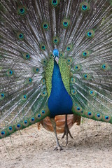 Obraz premium Beautiful peacock with stunning tail