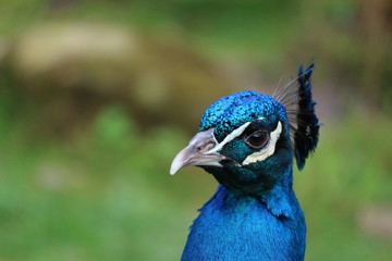 Head of the peacock closeup