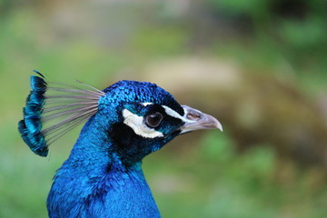 Head of the peacock closeup