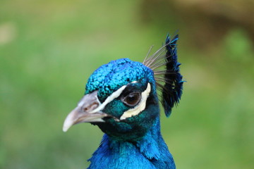 Naklejka premium Head of the peacock closeup