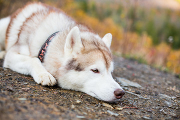 Portrait of siberian Husky dog liying is on the ground in brightful fall forest at sunset on mountain bakground and waiting for his owner.