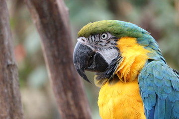 Big colourful parrot closeup