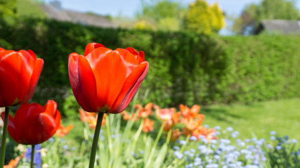 rote Tulpen blühen im Garten