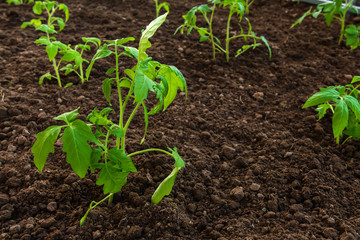 young sprout seedling tomato in the soil in a greenhouse in the garden, the concept of gardening and harvesting