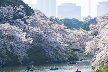 Fototapeta premium 春の東京 千鳥ヶ淵の桜 その4