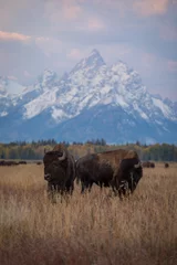Foto op Canvas Bison in Jackson Hole © Ben