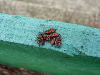 Bugs soldier (Pyrrhocoris apterus) on a green wooden fence