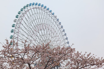 Sakura season or Hanami, abstract cherry blossom background at Yokohama city, Japan