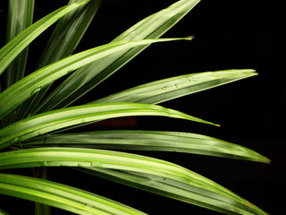 green leaves on black background